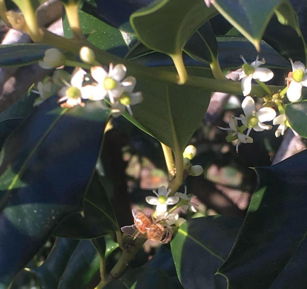American holly flowers visited by a honeybee.