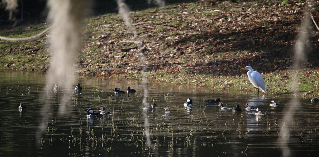 On that same December 2018 day, we see how many hooded mergansers end up migrating to Evans Pond over the winter.