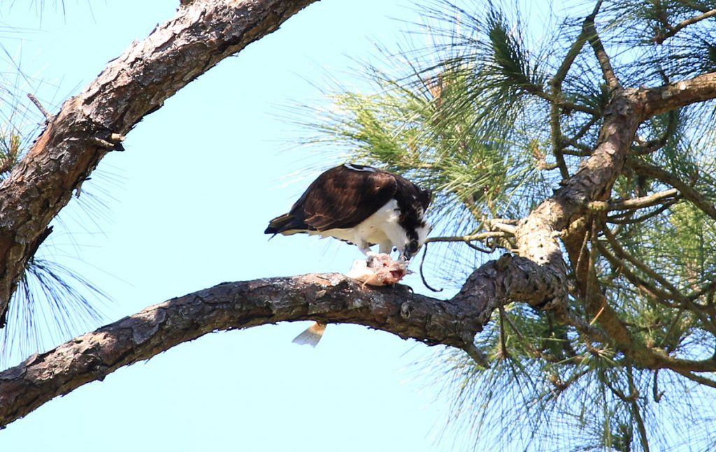 Osprey eats fish on a slash pine.