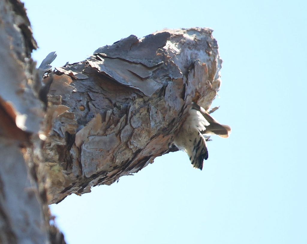Downy woodpecker in a cavity, in slash pine.