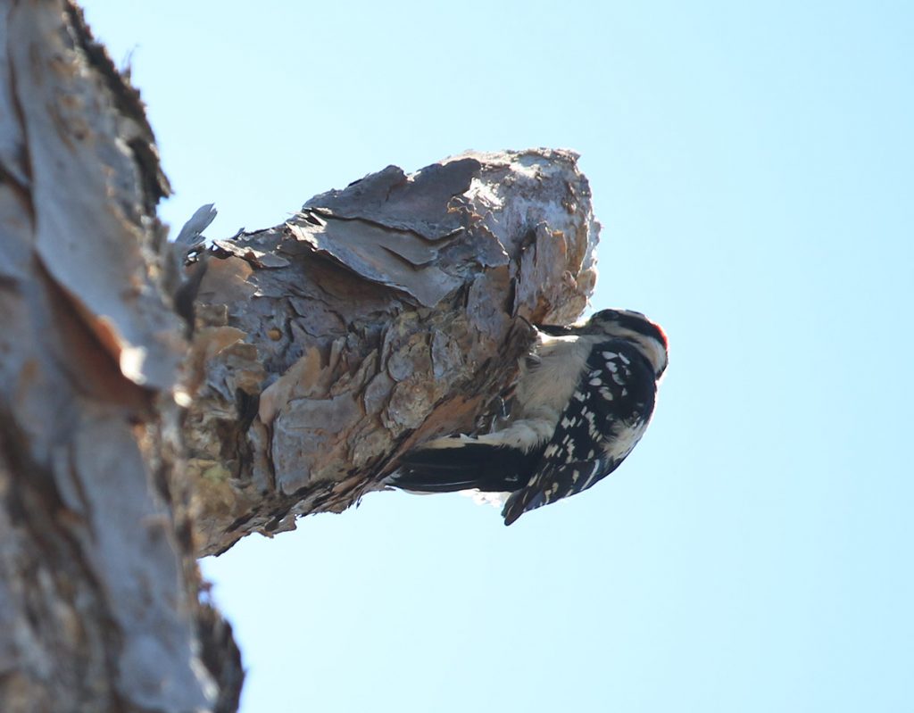 Downy woodpecker by a cavity in slash pine.