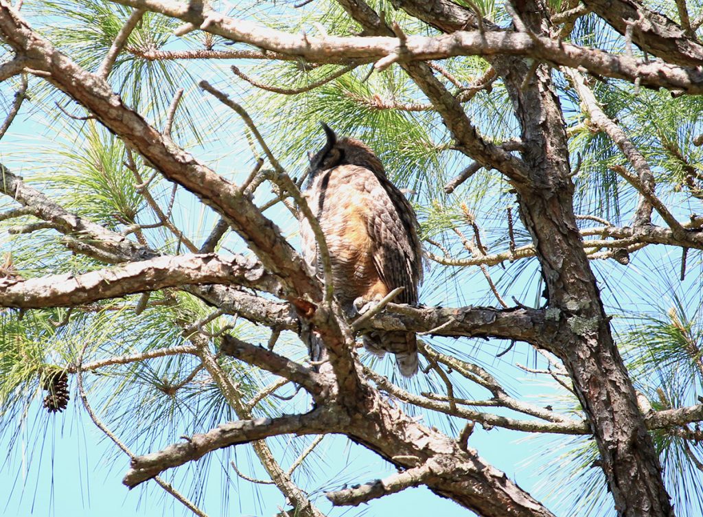 Great horned owl (Bubo virginianus) watches over nearby nest in Honeymoon Island State Park.