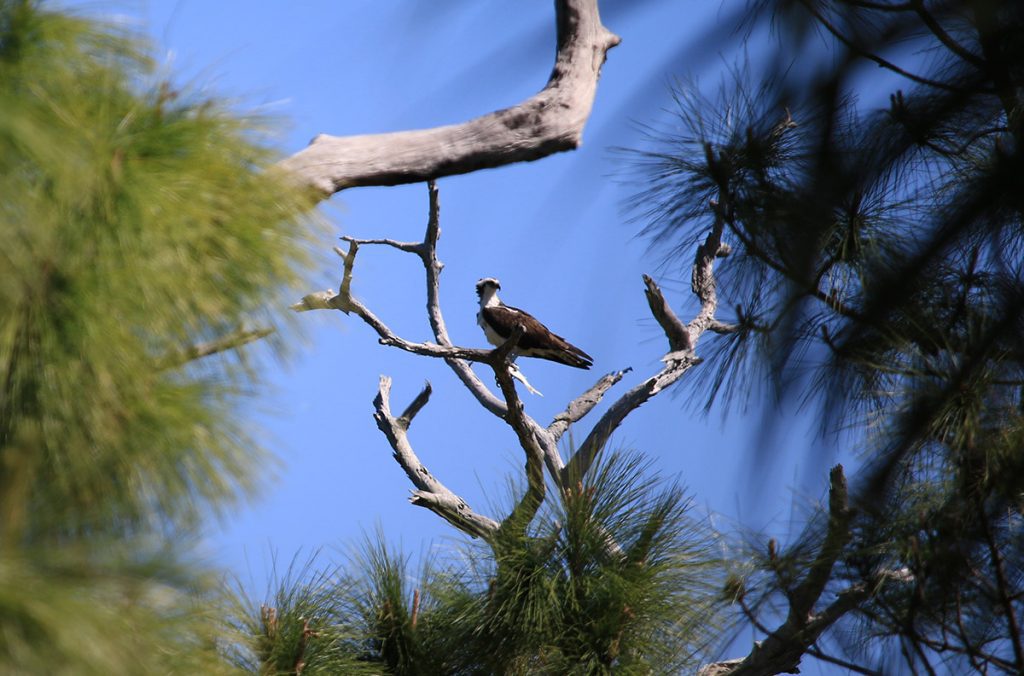 Osprey on slash pine at Honeymoon Island State Park.