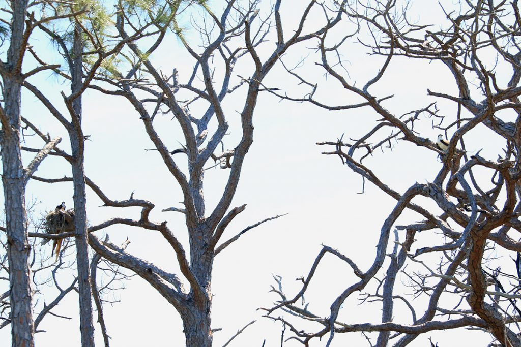 Two ospreys around a nest, Honeymoon Island State Park.