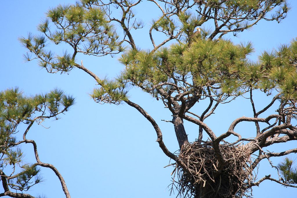 Bald eagle (Haliaetus leucocephalus) over its nest.