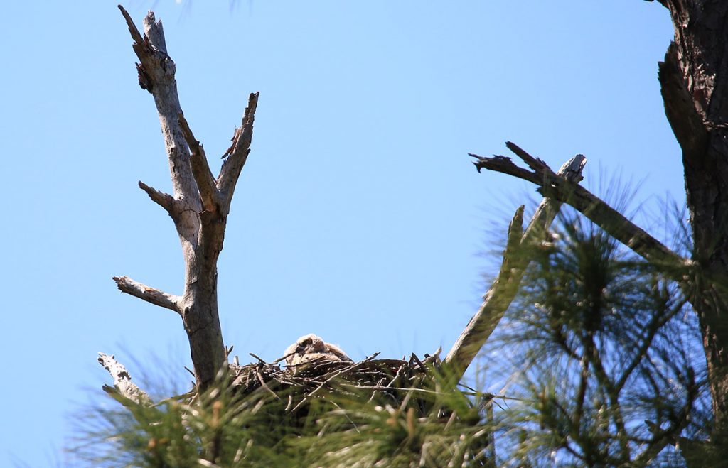 Nestlings in a great horned owl nest.