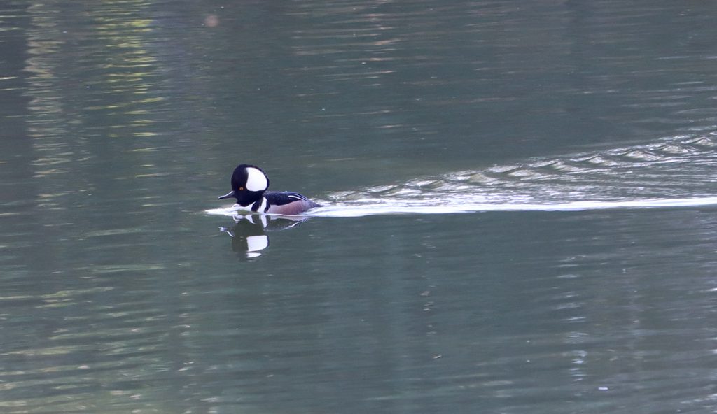 A male hooded merganser in Evans Pond.