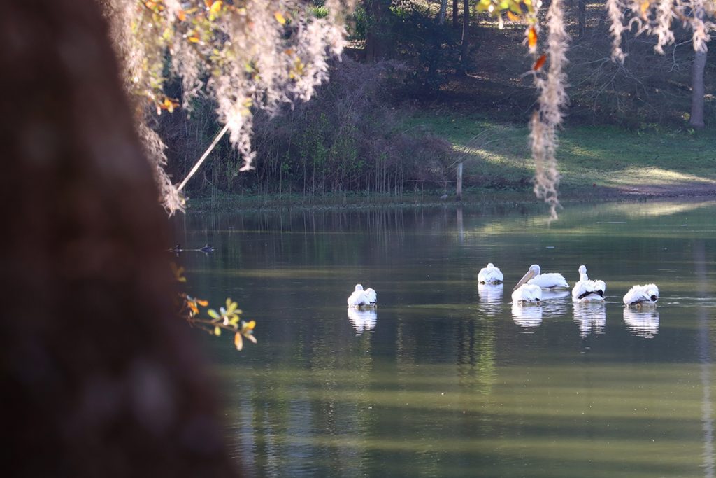 White pelicans framed by a live oak and the Spanish moss hanging from it.  Two Hooded mergansers swim ahead of them.