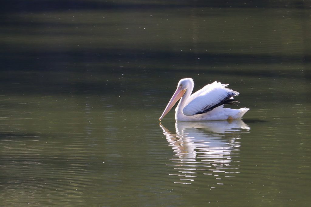 White pelican (Pelecanus erythrorhynchos)