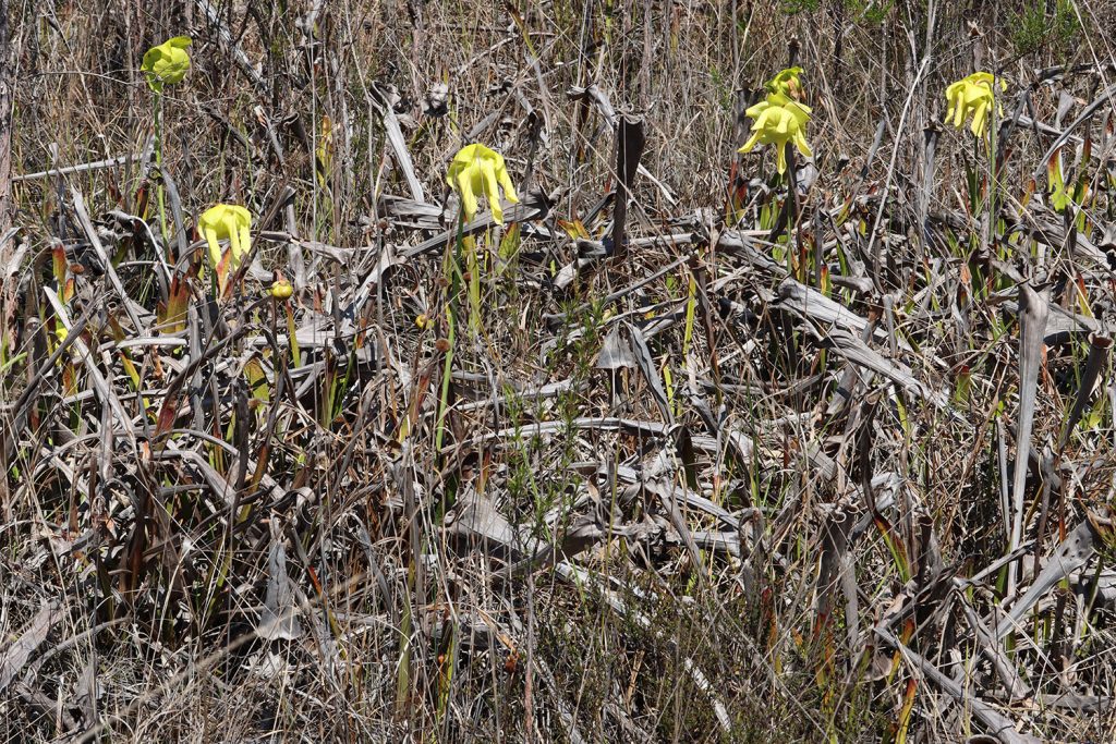 New pitcher plant flowers sprout among dead pitcher plant leaves.