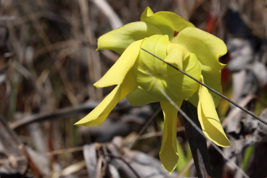 A new yellow pitcher plant (Sarrecenia flava) flower.