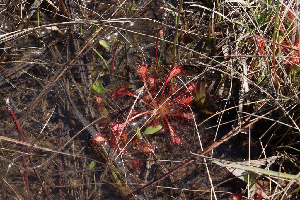 Pink sundew (Drosera capillaris).