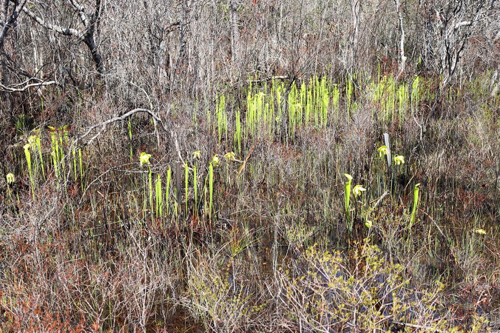 Yellow pitcher plant clusters in the hardwoods growing along a creek.