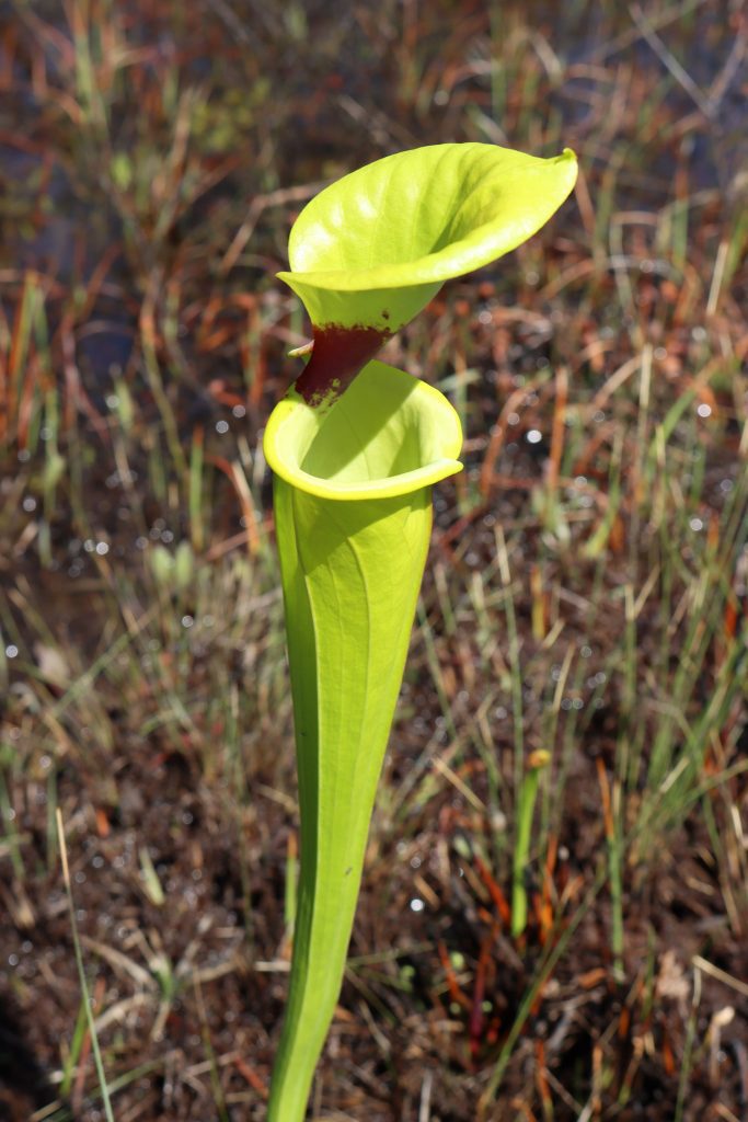A single mature pitcher plant leaf (Sarracenia flava var. rugelii)