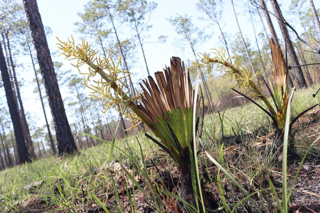 Burned palmetto producing fruit in late March.