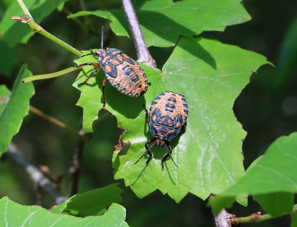 Predatory stinkbugs in the genus Apoecilus, sitting on a muscadine grape leaf.