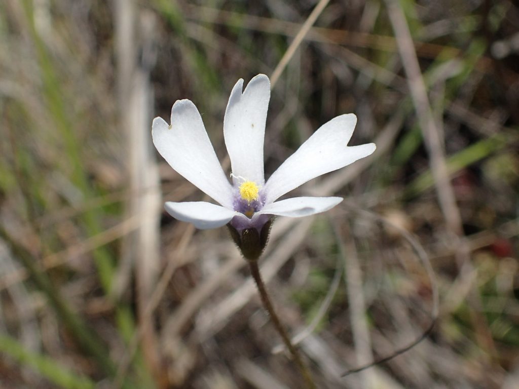 Godfrey's butterwort (Pinguicula ionantha) flower.