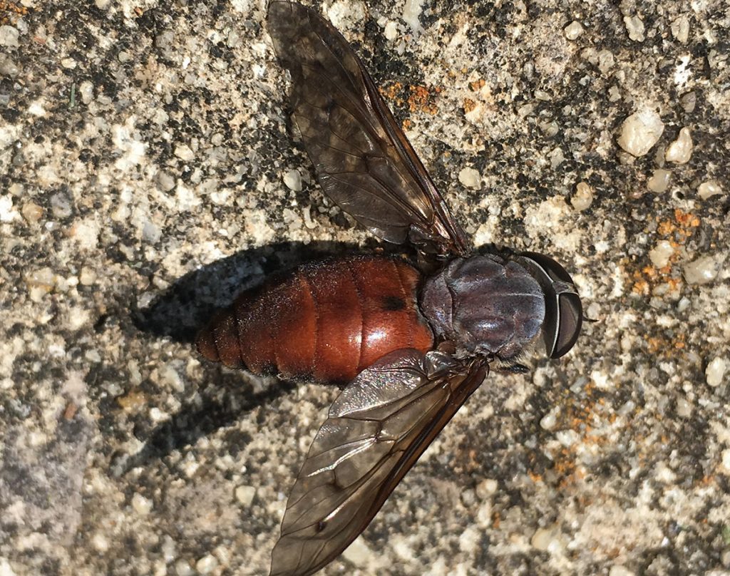 Tabanus gladiator, a horse fly