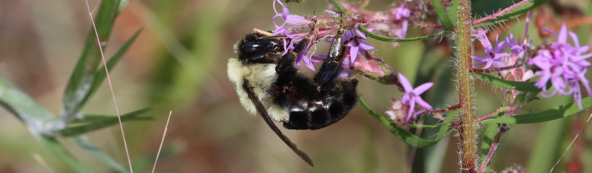 Common Eastern Bumble Bee, Nature of the Lake