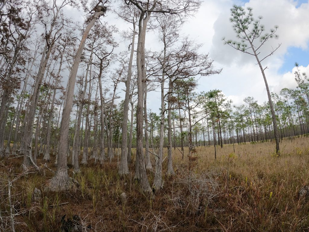 To the left, and ephemeral wetland.  To the right, a longleaf savannah.
