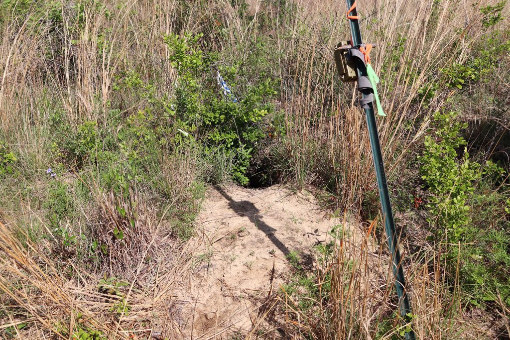 A game camera sits on a pole, facing the entrance of a gopher tortoise burrow.
