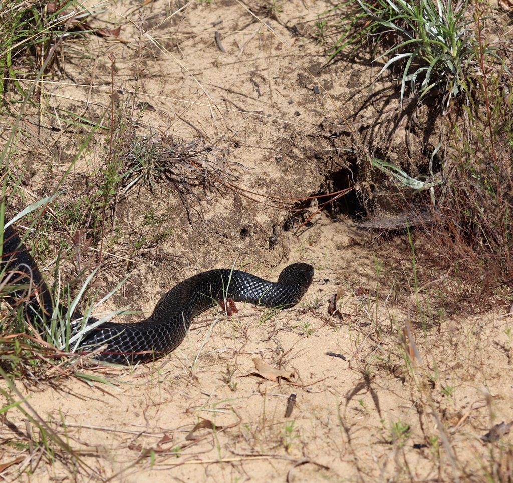 An indigo snake slithers into a gopher tortoise burrow.