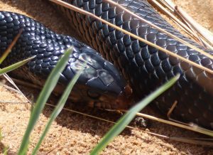 The eastern indigo snake (Drymarchon couperi).