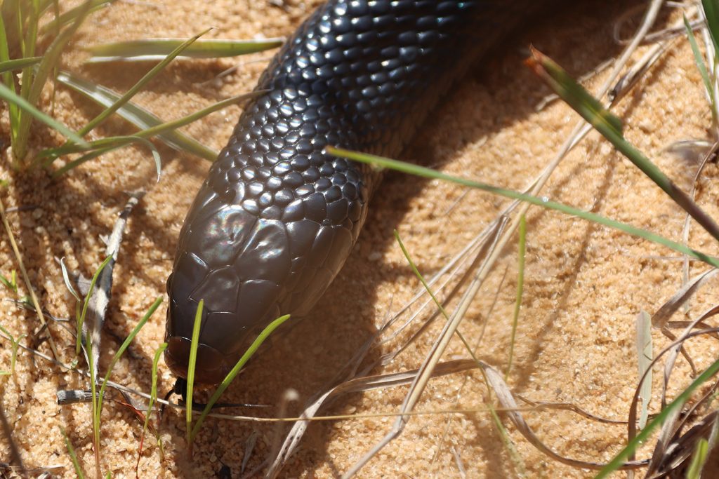 Eastern indigo snake.