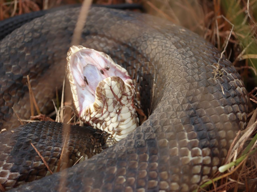 A common sight in the fire-maintained wetlands. This cottonmouth was very annoyed that we were disturbing her.