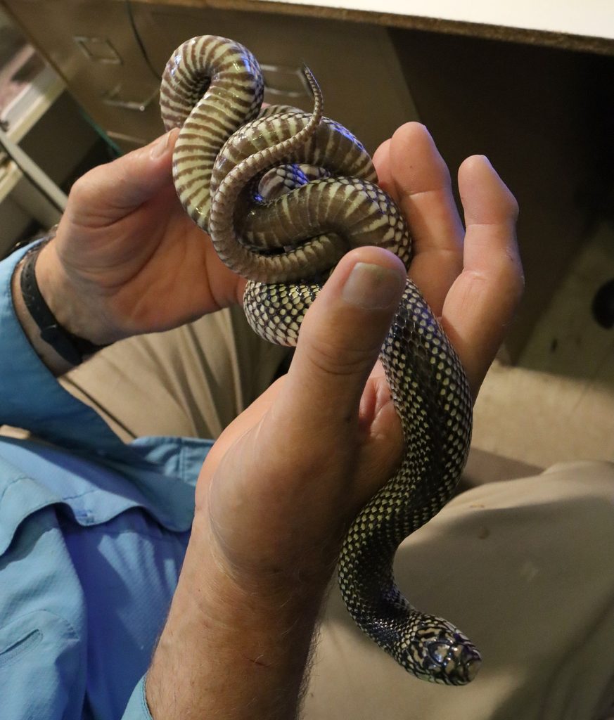 Bruce Means shows off a species he introduced to science, the Apalachicola kingsnake (Lampropeltis meansi).