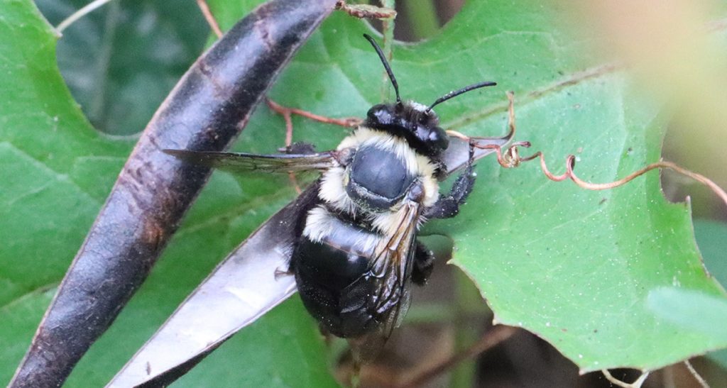 Blueberry Digger Bee (Habropoda laboriosa)  rests on a leaf near blueberry bushes and a patch of Florida betony.