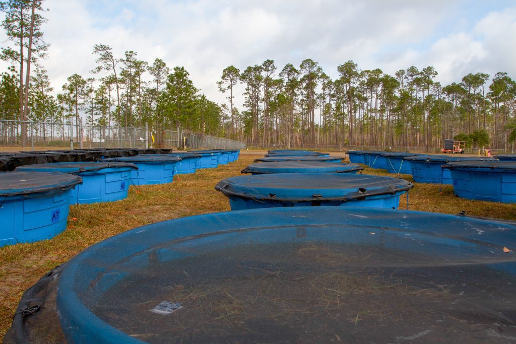 Rows of blue, plastic pools are lined up in rows. each one is filled with water and grasses