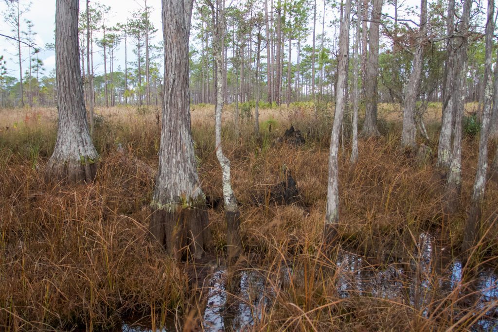 one of the last remaining wetlands with breeding frosted flatwood salamanders