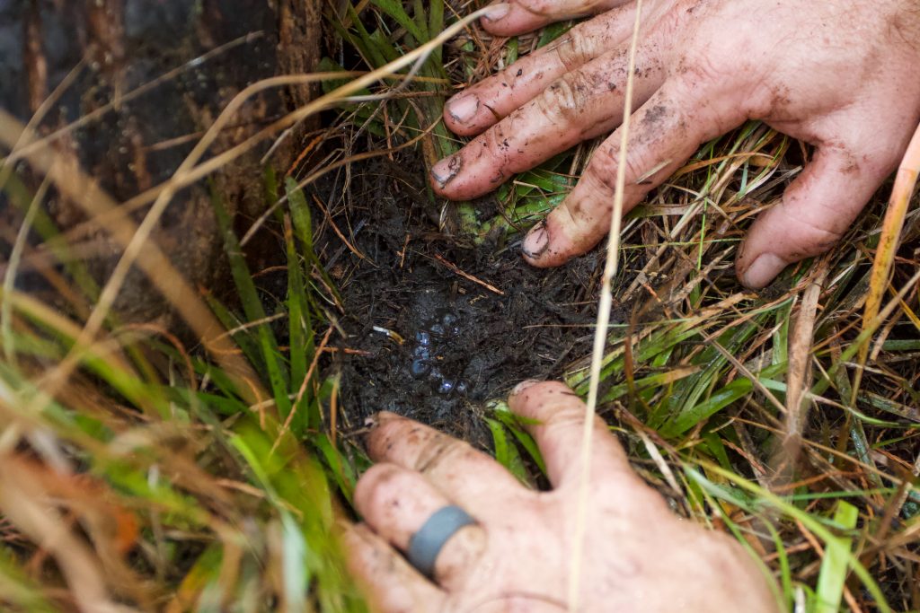 Pierson Hill pushes apart grasses to reveal a cluster of frosted flatwood salamander eggs