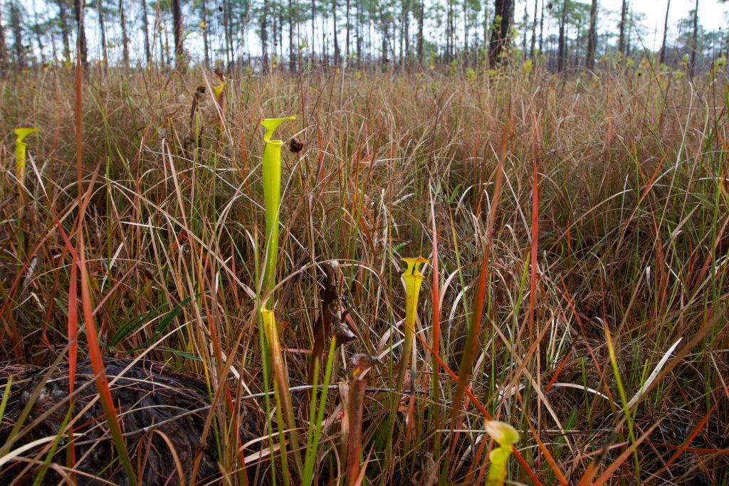 pitcher plants stand among the grasses, another fire-depended species.