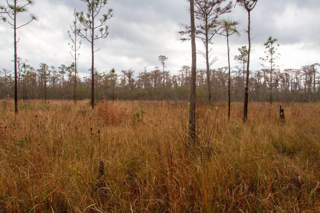 looking upslope from the wetland, herbs and grasses fill the open flatwoods