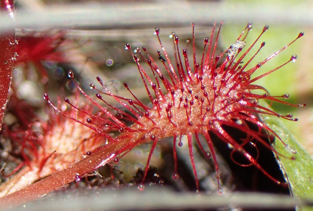 Closeup of a sundew leaf.  The "dew" at the points of each spine ensnare insects.