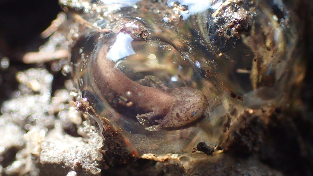 Closeup of a frosted flatwoods salamander in its egg.