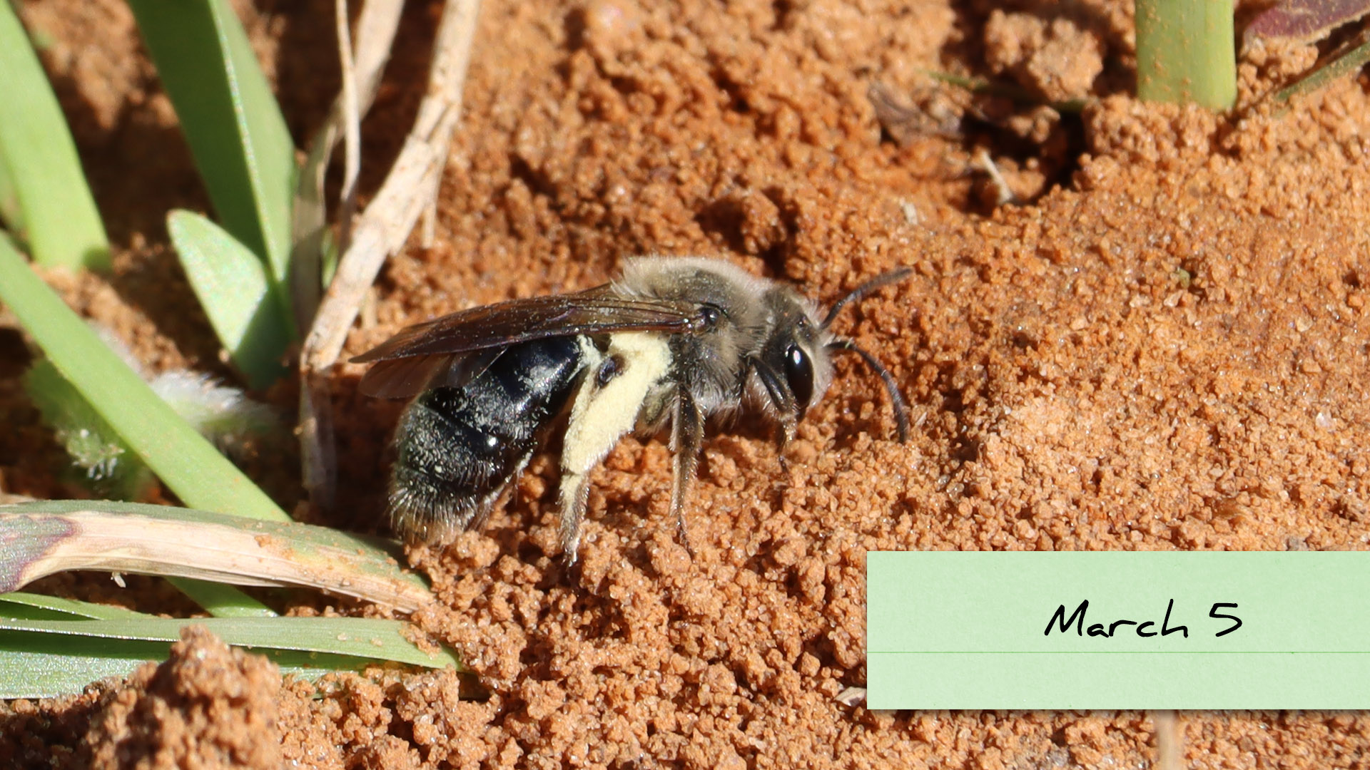 Bees of North Florida and South Georgia