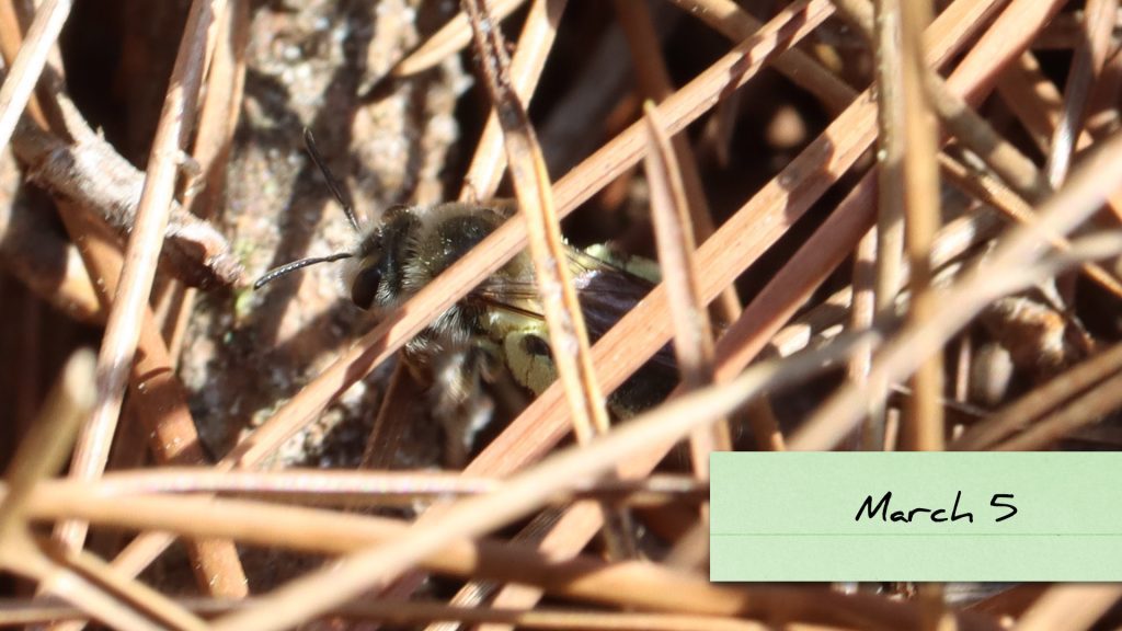 Mining bee seeks nest under pine straw mulch.