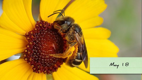 Striking Out in the Love Department? At Least You're Not a Honey Bee. . ., Blog, Nature