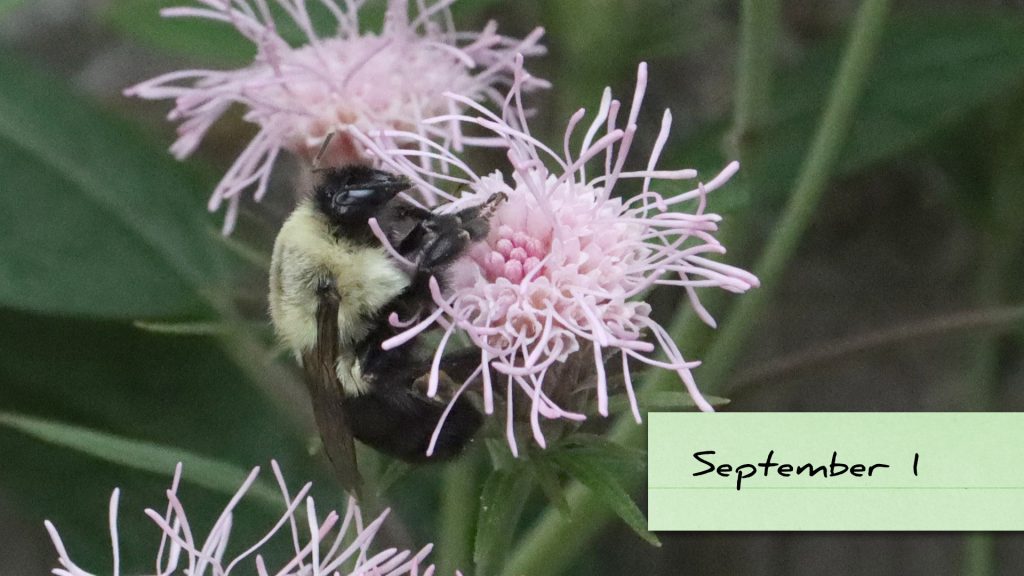 Eastern bumblebee visits Brickellia cordifolia.