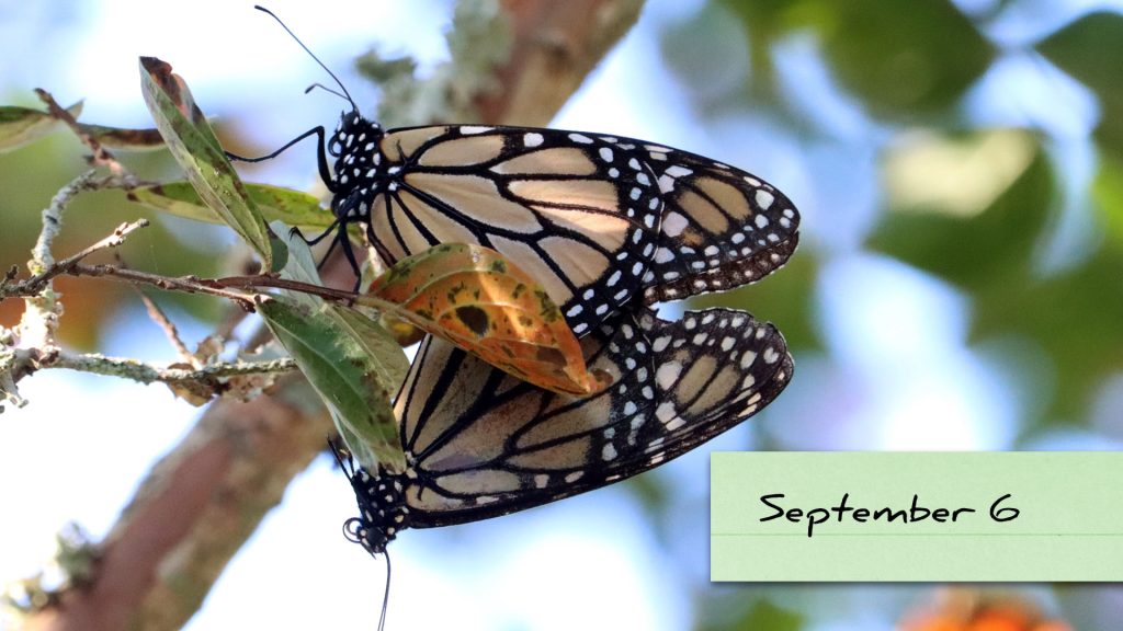 Monarchs continue mating on crepe myrtle.