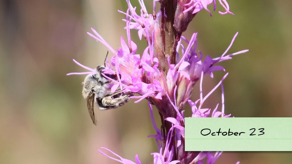 Long-faced cellophane bee (Colletes longifacies) on blazingstar, Munson Sandhills.