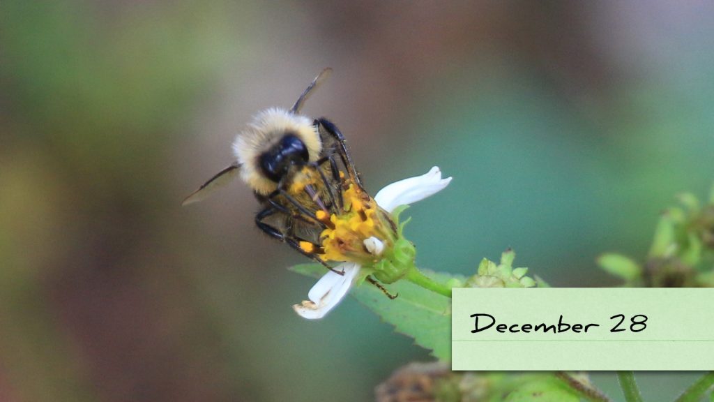 Eastern bumblebee on Bidens alba, Elinor Klapp-Phipps Park.