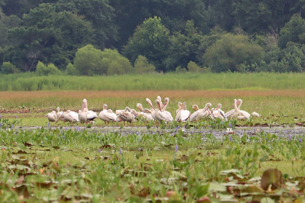 White pelicans gather on a dried down Lake Jackson, July 11, 2022.