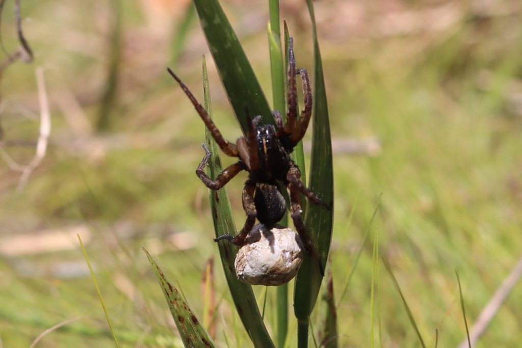 A wolf spider guards its egg sac on blades of grass.