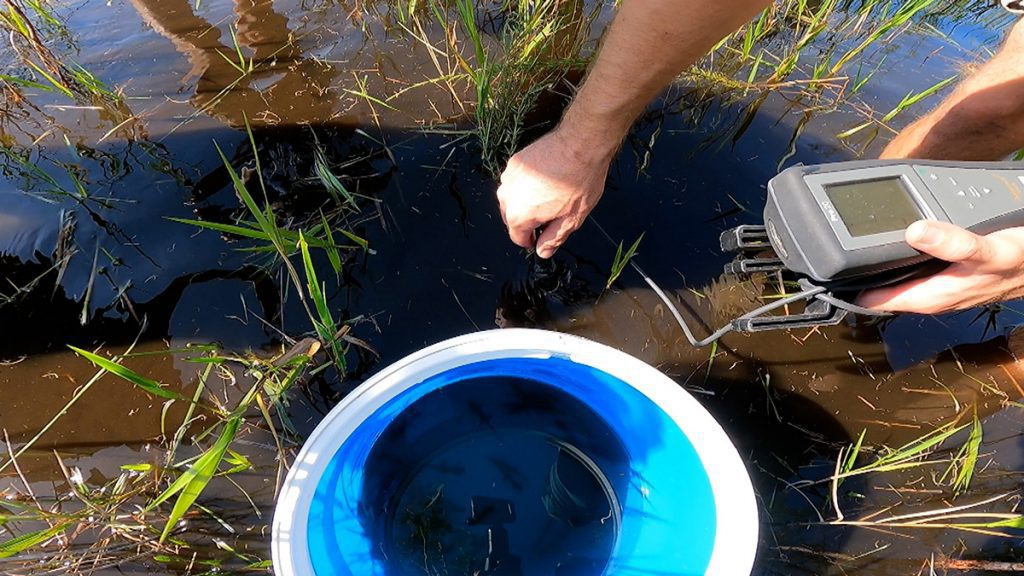 Before releasing newts into a wetland, a partner from the Jacksonville Zoo checks water temperature and dissolved oxygen. 