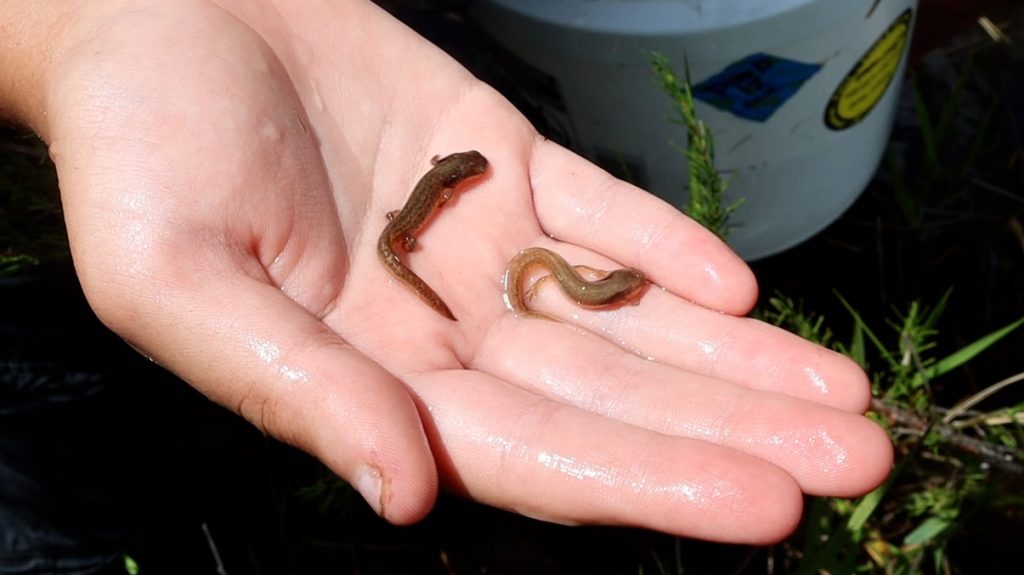 Younger striped newt larvae.