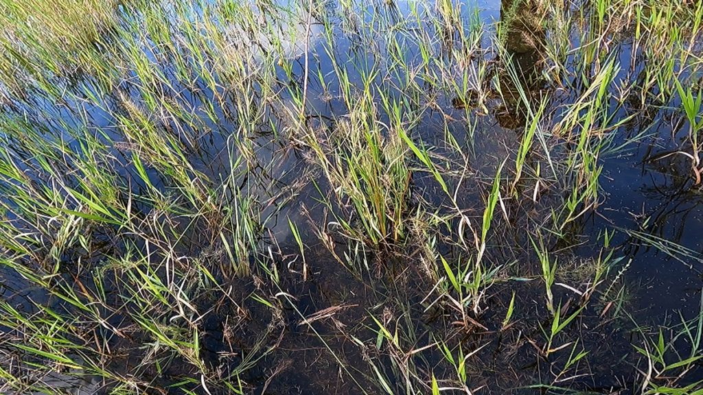 Grasses at the edge of an ephemeral wetland.  Striped newts and other amphibians lay their eggs at the edges of ponds, where there is vegetation to shelter their larvae.